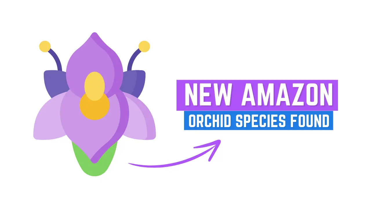 New Amazon Orchid Species Found