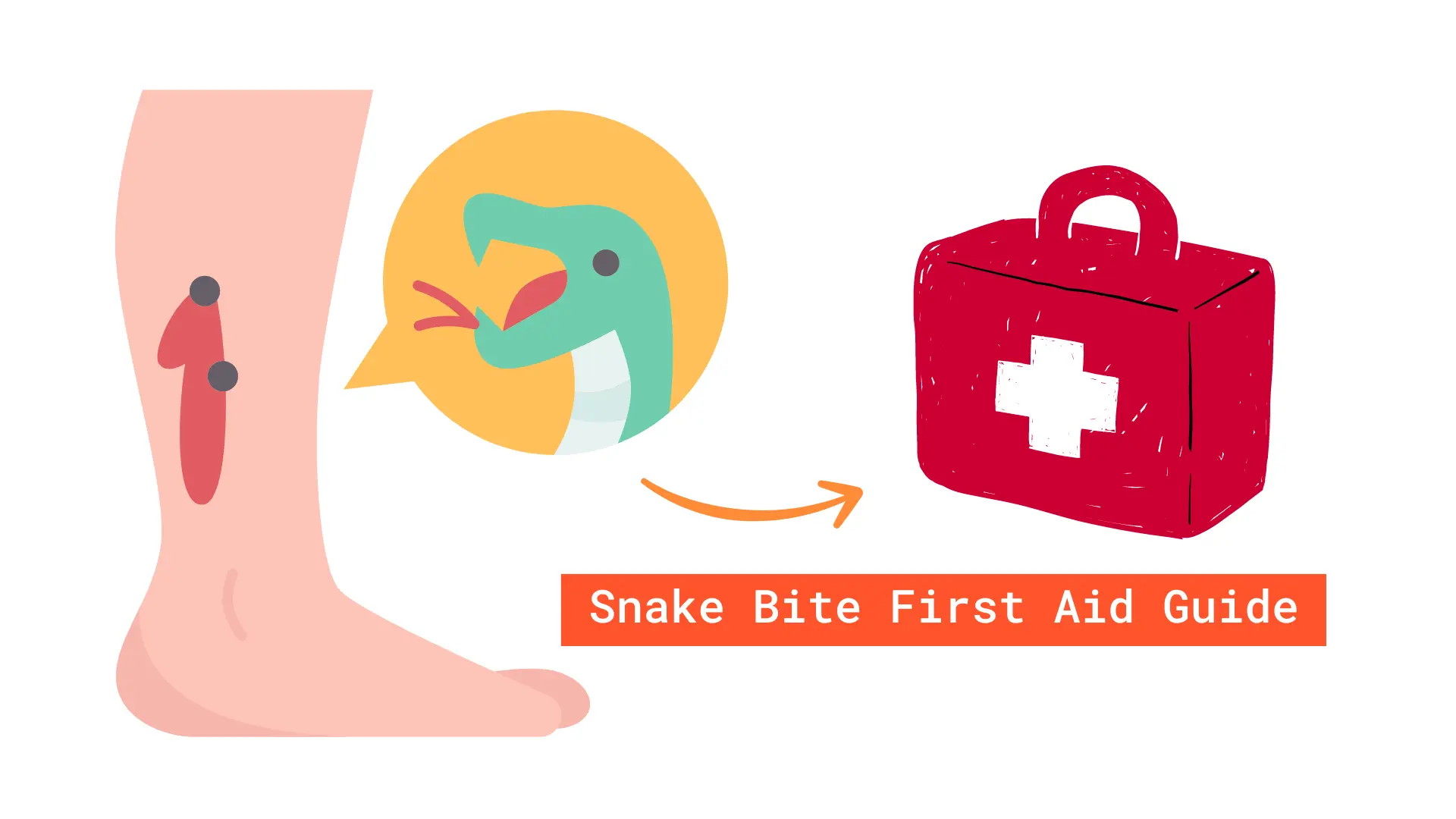 Snake Bite First Aid Guide