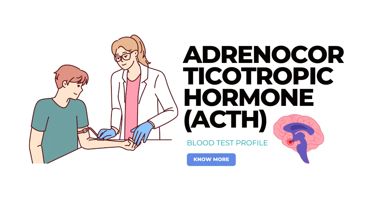 ACTH Blood Test Understanding Adrenocorticotropic Hormone