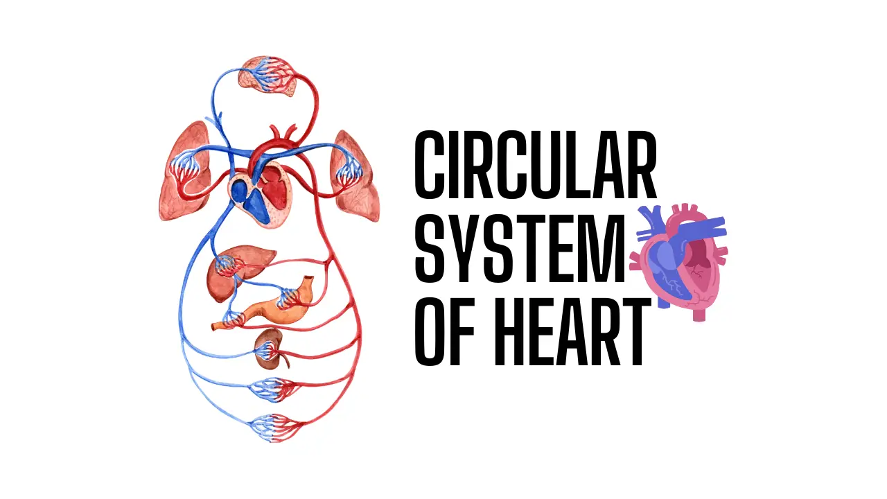 Circular System of the Heart Explained Simply