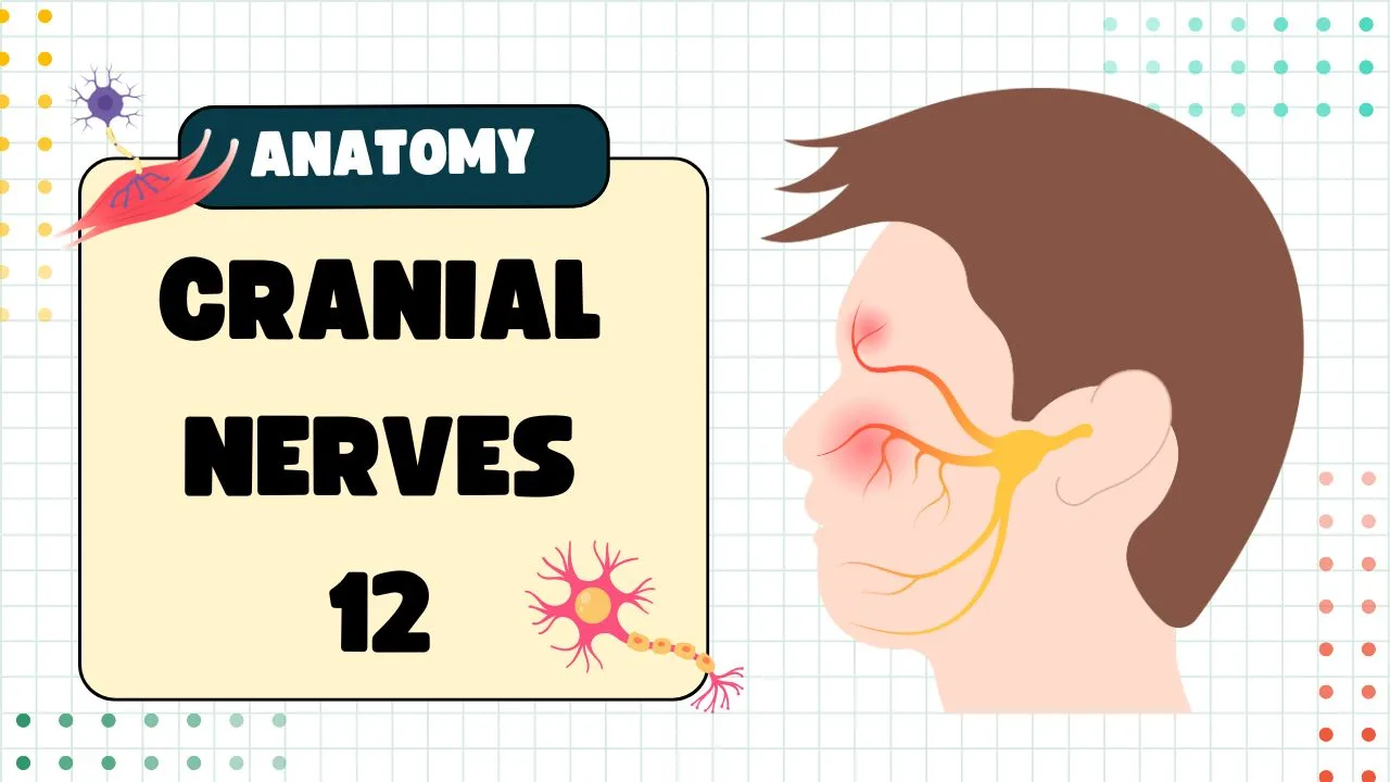 Cranial Nerves 12 Explained Anatomy & Functions In Short
